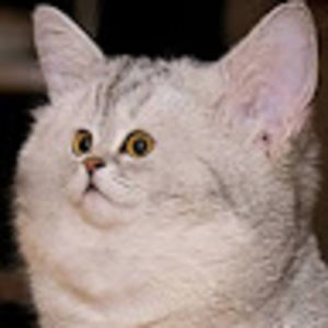 Meet your Posher, No